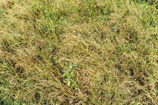 Proso millet ( Scientific name as Panicum miliaceum) ripe seedhead in the summer field. Other speces are broomcorn millet, hog millet, Kashfi millet, red millet, and white millet isolated
