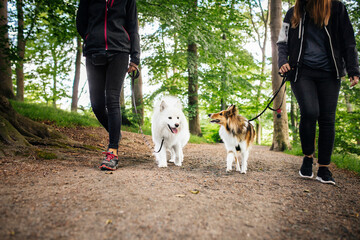 Low section of two women walking dogs in forest
