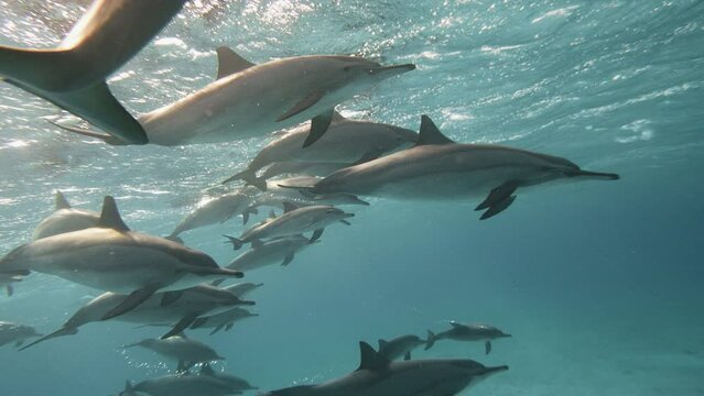 Dolphins playing in the blue water of Red sea. Underwater shot of wild dolphin taking breath. Aquatic marine animals in their natural habitat. Closeup of friendly bottlenose. Wildlife nature