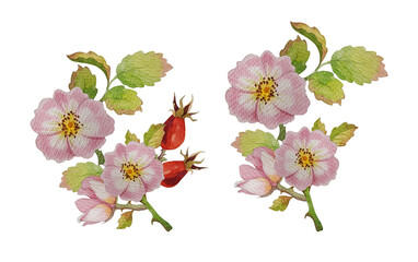 Naklejka premium watercolor tea rose with rose hip, white background