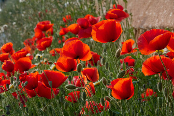 Fototapeta na wymiar Poppies on the way to one of the coves of Mallorca. Balearic Islands. Spain.