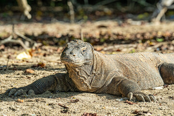 Komodo Waran in Indonesien