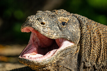 Komodo Waran in Indonesien