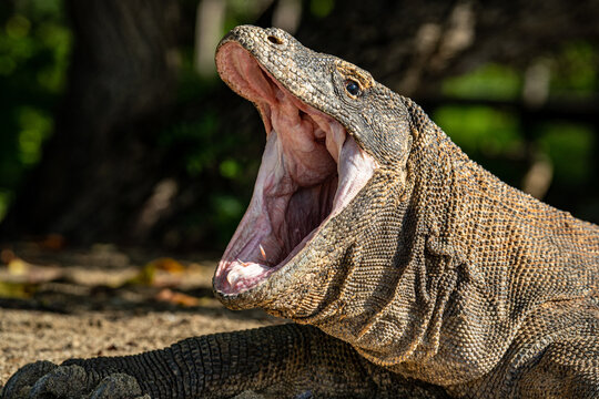 Komodo Waran mit offenen Maul in Indonesien