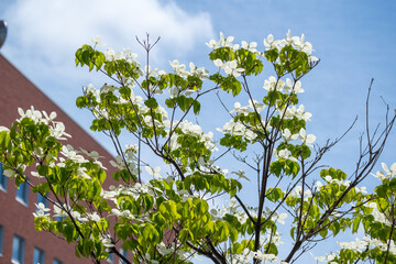 満開の白いヤマボウシの花
