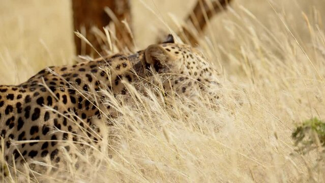 closeup of a wild leopard face closeup walking in the forest. cheetah face closeup looking into camera male leopard walks with tail curled. closeup of wild leopard face closeup walking in the forest