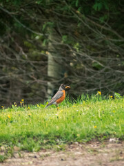 Robin on a green country lawn