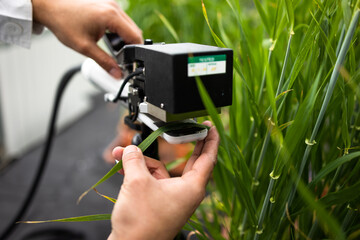 Scientis using a dedicated specialty device for measuring the chlorophyll and nitrogen content in...
