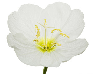 White flower of Oenothera, isolated on white background