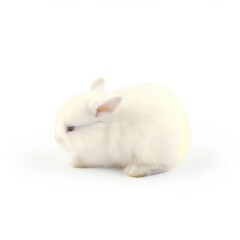 rabbit, animal, bunny, isolated, white, pets, fluffy, easter, mammal, fur, pet, small, cute, hare, farm, furry, domestic, animals, one, young, tame, baby, grey, ear, adorable