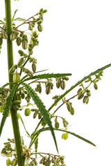 Cannabis, isolated on white background