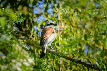 A male Red Backed Shrike sitting on a bush