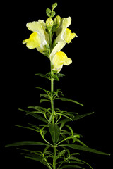 Yellow flowers of snapdragon, lat.Antirrhinum majus, isolated on black background