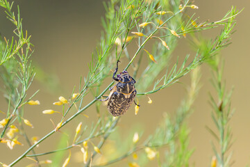 A big Walker beetle sitting on a plant