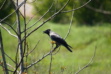 Closeup of crow resting on a branch with selective focus on foreground