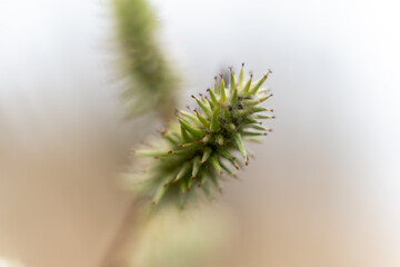 hook bur barb macro close-up
