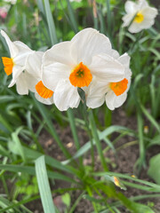 Fototapeta premium Closeup of white daffodil with selective focus on foreground. Chinese sacred lily