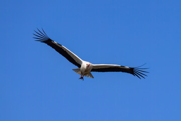 A White Stork in flight blue sky