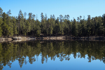Fototapeta premium Pine Forest Lake 3