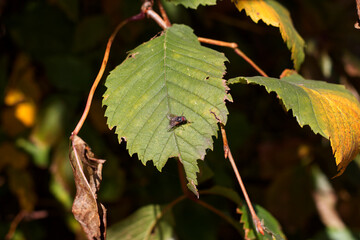 Black fly sits on a birch leaf