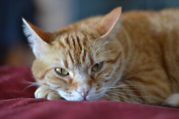 Orange tabby cat on red covers closeup
