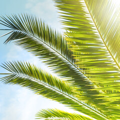 Tropical coconut palm on the background of a bright blue sky
