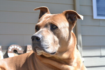 Pitbull Terrier Portrait