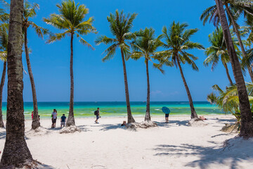 Boracay, Malay, Aklan, Philippines - April 2023: Coconut trees near Station 1 of the popular White Beach in Boracay Island.