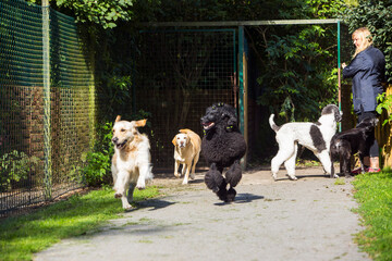 Dog walker with dogs in park