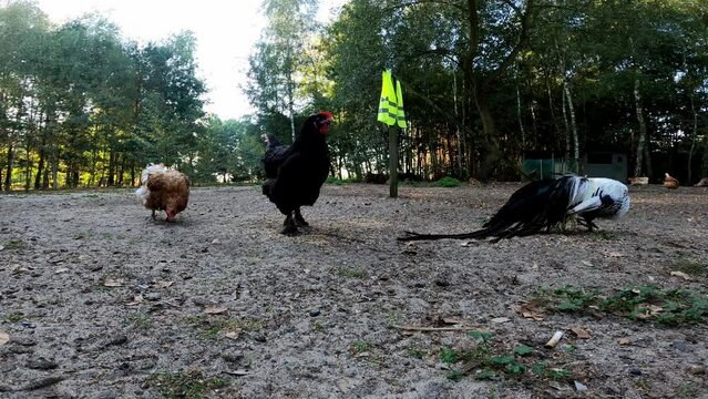 Chickens 52 Polish Onagadori La Fleche Wyandotte Frisian Gull Plymouth Rock Leghorn