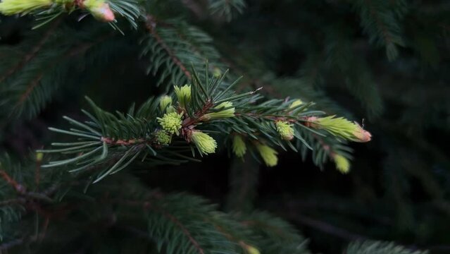 Young Growing Pine Cone Needles On Branch