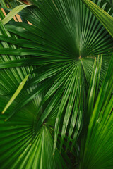 Large bright palm leaves. Close-up green plant texture