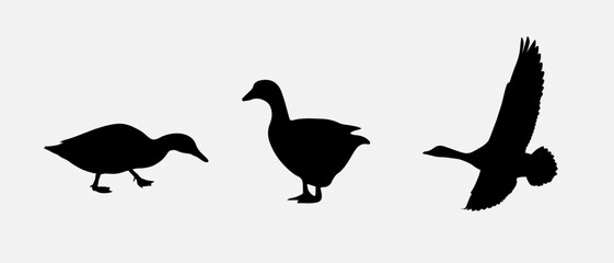 Fototapeta premium isolated black silhouette of a duck , vector collection