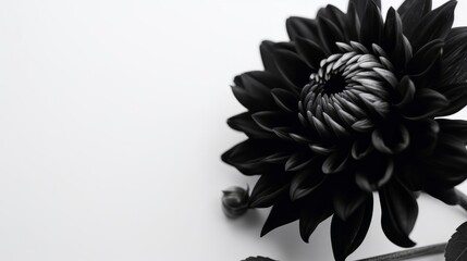 Black flower on a white background with blank space for text. AI generated.