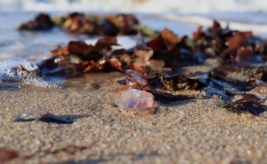 Dead jellyfish on the coast of the Baltic Sea in Kaliningrad. In the photo you can see the sea, sand, autumn leaves, algae. Close-up, blurred background.