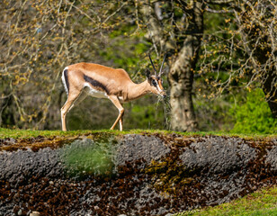 Seattle Zoo Gazelle 3