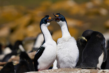 Pair of Imperial Shag (Phalacrocorax atriceps albiventer) engaged in a courtship ritual on the...