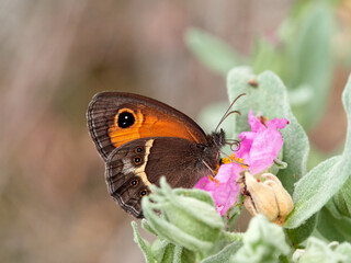 Obraz premium The Spanish gatekeeper. Pyronia bathsebai 