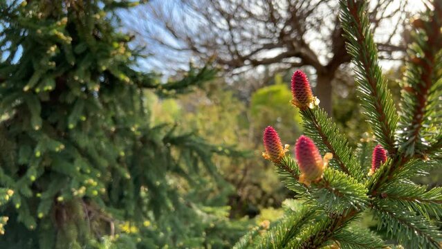 Pinus Mugo, Pine Young Cones And Shoots On Tree Branches