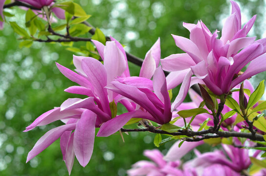  Magnolia 'Randy' branches with pink- magenta blooming flowers and young green leaves against natural spring greenery background. Gardening, growing magnolia tree concept. Free copy space.