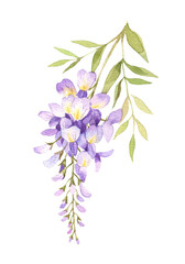 Watercolor wisteria blossom illustration isolated on white