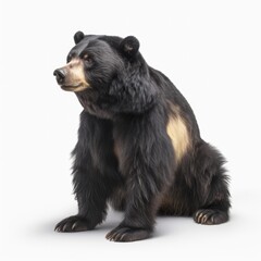 Obraz premium bear, animal, black, mammal, wild, wildlife, nature, zoo, fur, brown, black bear, carnivore, predator, animals, cute, brown bear, dangerous, big, forest, sun, danger