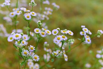 Bright purple field asters in the morning dew. Blurred warm green background.