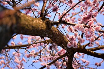 A blooming apricot tree with lots of bright pink flowers seen from below. Blue sky in the background.