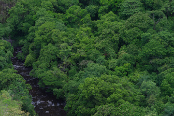 Fototapeta na wymiar Patch of thick jungle, tropical foliage, flowing river, shown in district of Boquete in Panama.