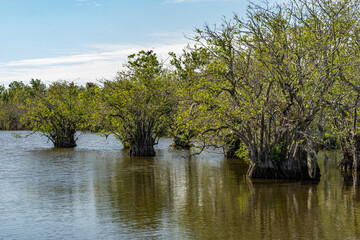 Florida Everglades Mangrove Landscape