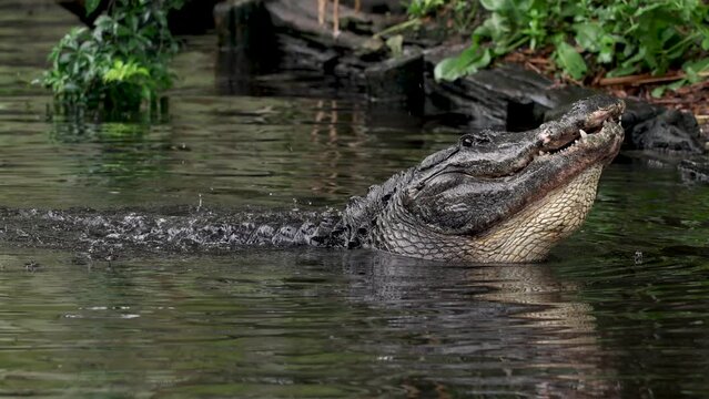 Alligator vocalizing mating bellows in slow motion in Florida  