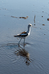 American Avocet in the Florida Everglades