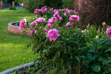 Lush pink peonies blooming in a flower bed. Perennial flowers, landscape design.