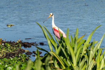 Obraz premium Roseate spoonbill in the Florida Everglades